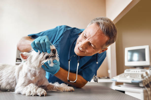 Best Emergency Dentist for Knocked-Out Tooth in Belle Meade, TN